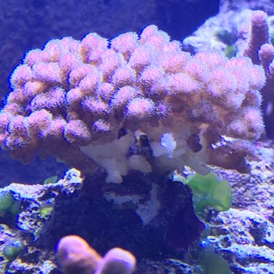 Pocillopora.jpg