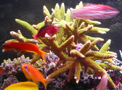 Acropora teres2.jpg