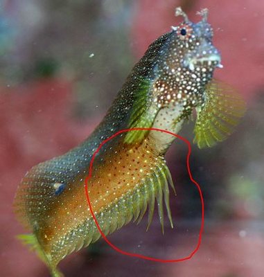 Salarias Männchen