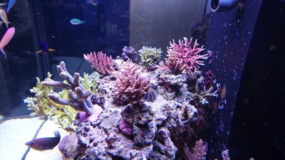 DSC_0296.jpg