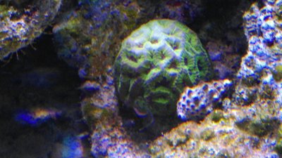 Oulophyllia.jpg