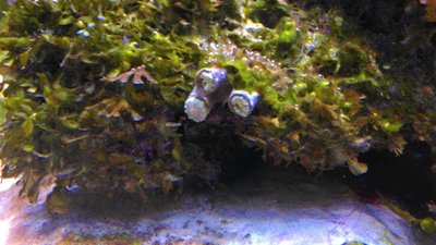 Duncanopsammia axifuga