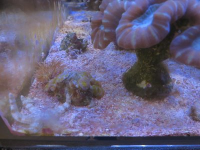 IMG_5575a.jpg