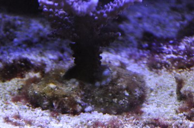 Acropora.JPG