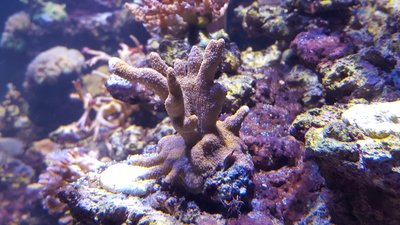 Montipora 2.jpg