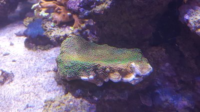 Montipora.jpg