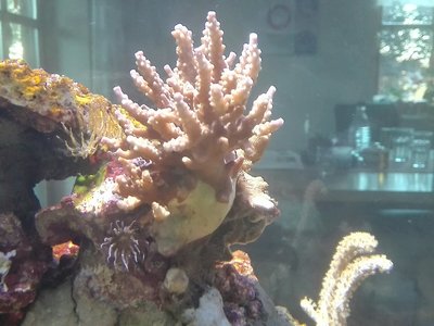 Die Acropora tricolor Bild ist schon 4 Tage alt