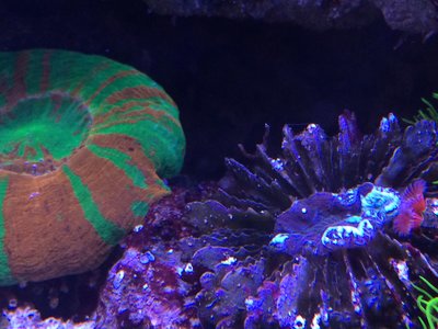 acantho.JPG