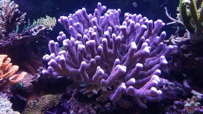 IMG-20170102-WA0000.jpg