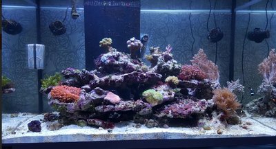 Aquarium.JPG