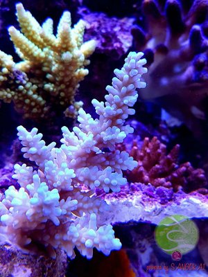 LogoLicious_20170303_122836.jpg