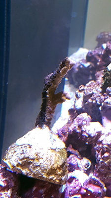 Montipora.jpg