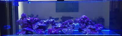 Lakeland Reef 1.jpg