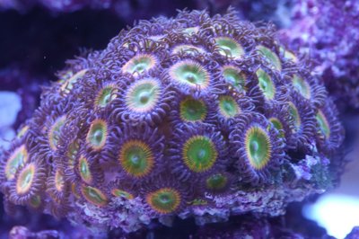 Zoa.jpg