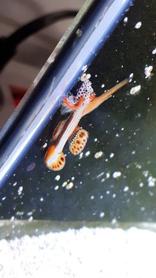 IMG-20170802-WA0002.jpg