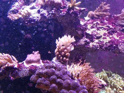 IMG_20170803_191927.jpg