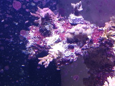 IMG_20170803_191935.jpg